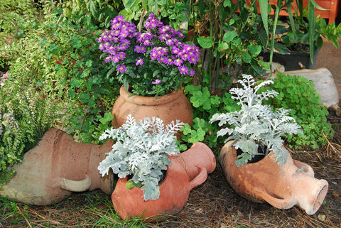 plantas mediterráneas