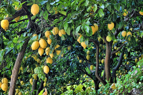 lemon-tree