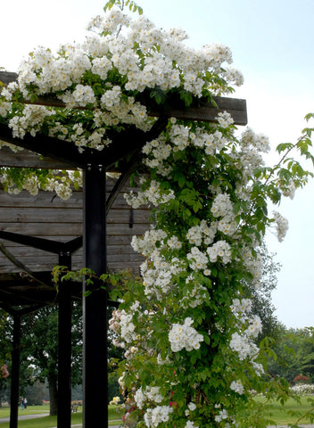 climbing-rose-garden